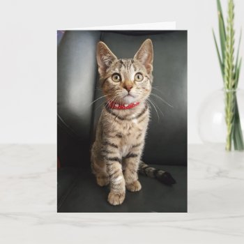 Tiger Tabby Kitten Birthday Or All Occasion Card by Purranimals at Zazzle