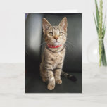 Tiger Tabby Kitten Birthday Or All Occasion Card at Zazzle
