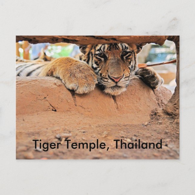 Tiger Temple Postcard (Front)