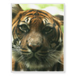 Tiger Temporary Tattoos