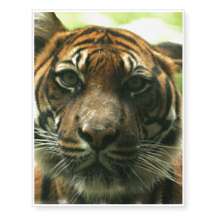 Tiger Temporary Tattoos