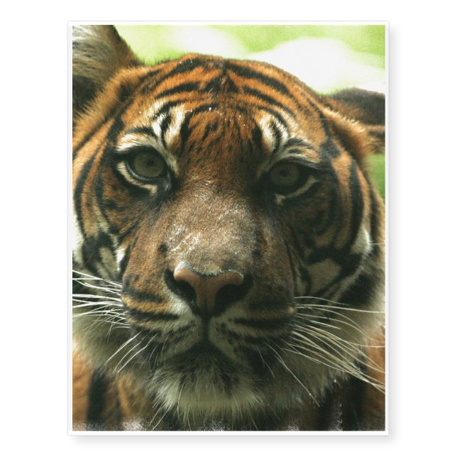 Tiger Temporary Tattoos (Front)
