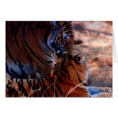 Tiger Tenderness Gifts (Front Horizontal)