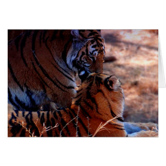 Tiger Tenderness Gifts Cards