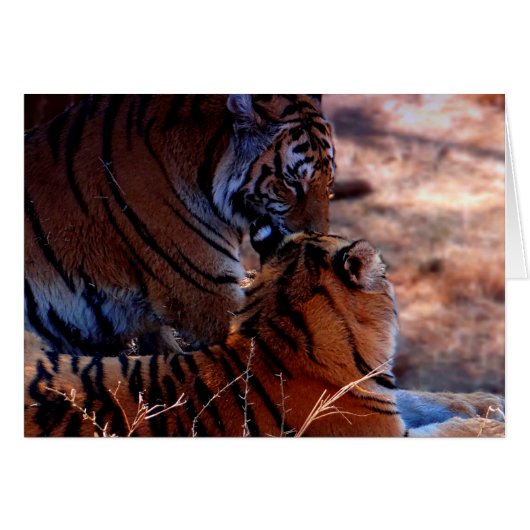 Tiger Tenderness Gifts Cards (Front Horizontal)