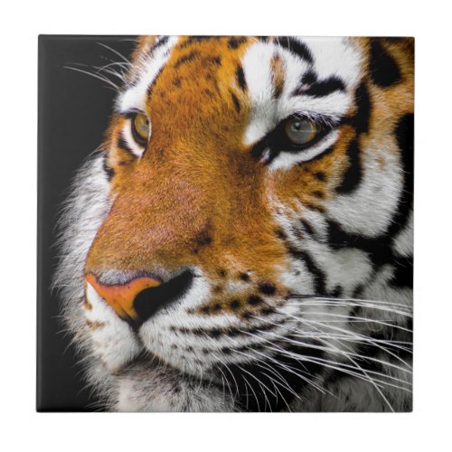 Tiger Tile