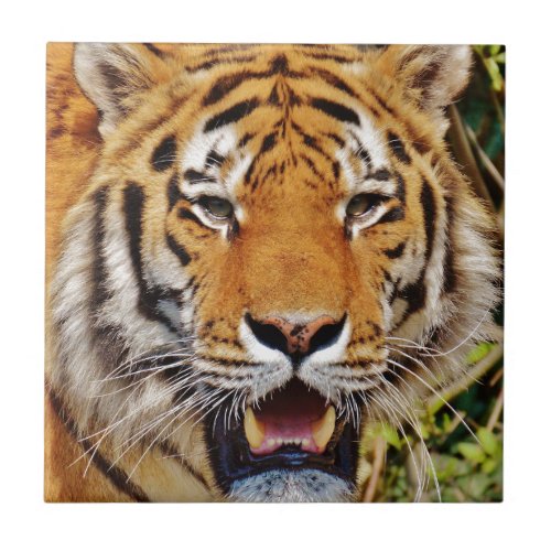 Tiger Tile