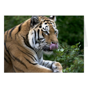 Tiger Tongue Cards