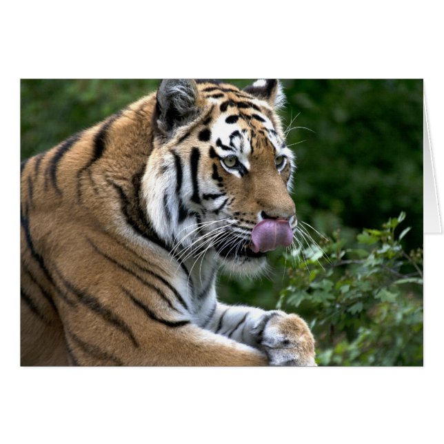 Tiger Tongue Cards (Front Horizontal)