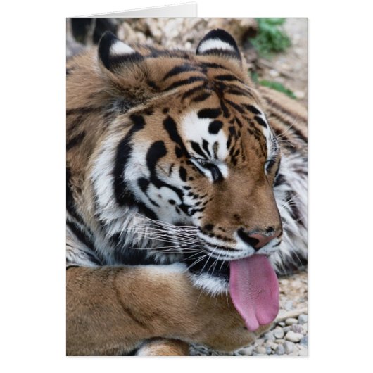 tiger tongue cards (Front)