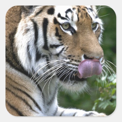 Tiger Tongue Square Sticker