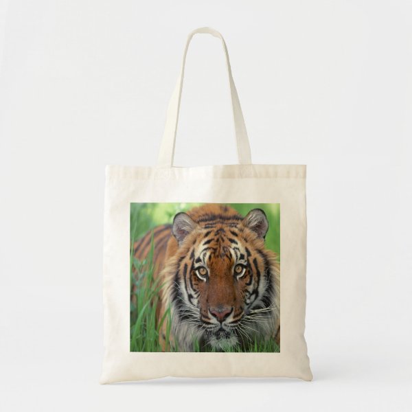 Personalized Tigers Gifts on Zazzle