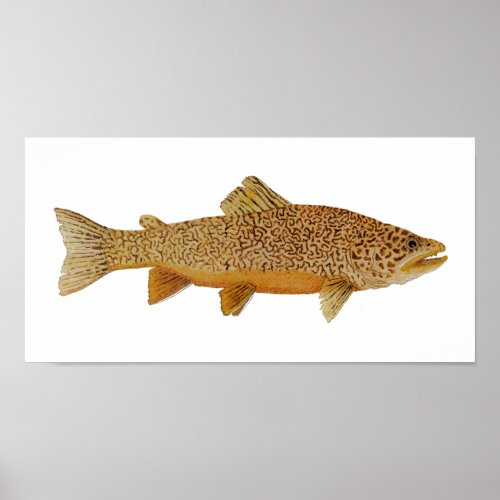 Tiger Trout Art Poster