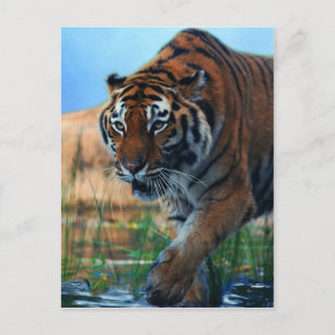 Tiger wading in water postcard