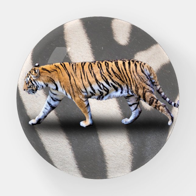 TIGER WALK PAPERWEIGHT (Front)