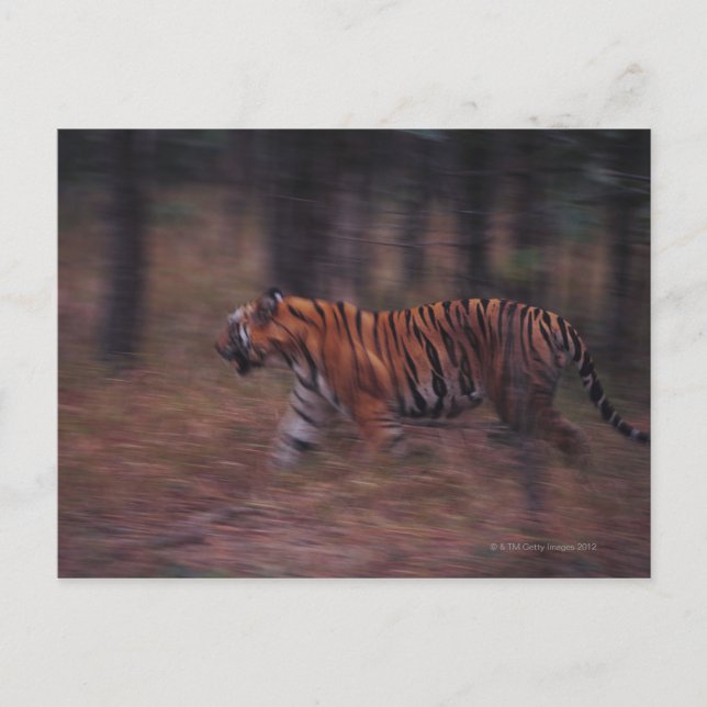 Tiger Walking through Forest Postcard (Front)