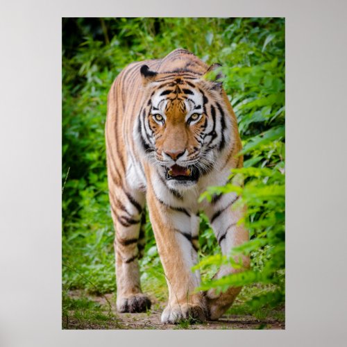 Tiger Walking Through Green Trees Poster