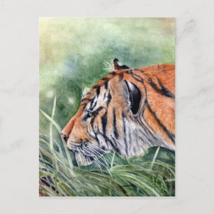 Tiger Walking through Jungle Postcard