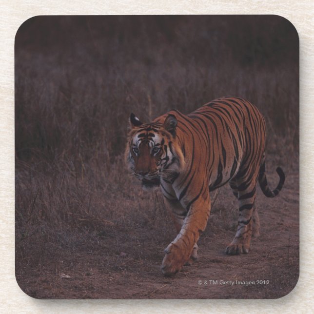 Tiger Walks along Trail Beverage Coaster (Front)