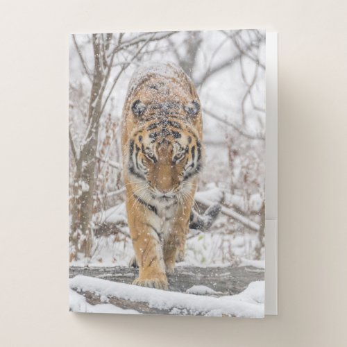 Tiger walks towards camera in a winter snowstorm pocket folder