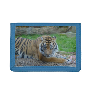 Tiger Watching Photo Wallet