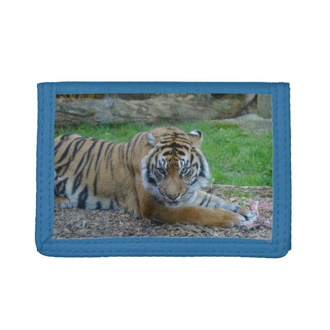 Tiger Watching Photo Wallet (Front)