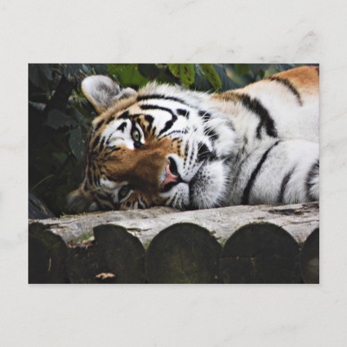 Tiger Watching You Postcard