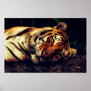 Tiger Watching You Poster