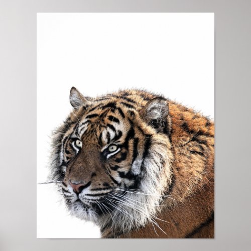 Tiger wild african animal photo nursery kids room poster