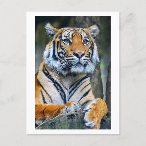 Tiger Wild Animals Life Photography Postcrossing Postcard