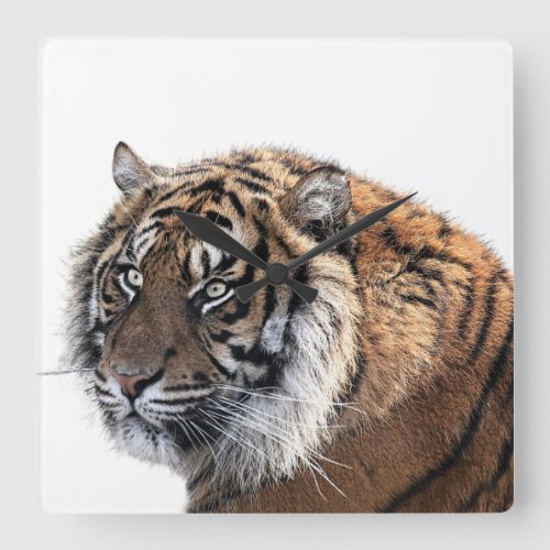 Tiger wild jungle animal modern photography square wall clock