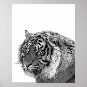 Tiger wild jungle animal photo black and white poster