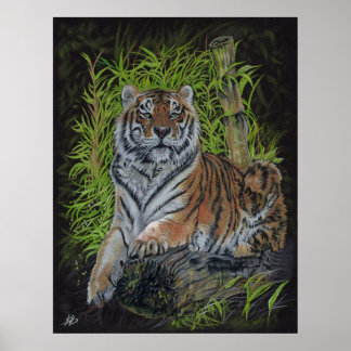 Tiger wildlife nature poster