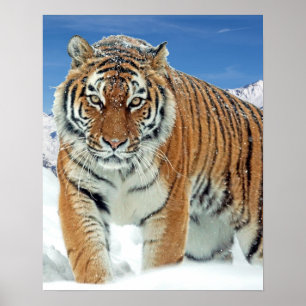 Tiger Winter Nature Photo Snow Mountains Poster