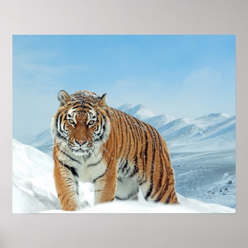 Tiger Winter Snow Nature Photo Mountains Poster