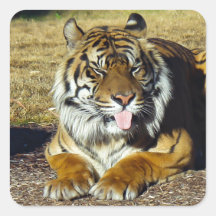 Tiger with a ‘tude