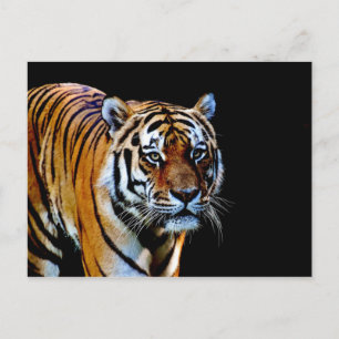 Tiger With Black Background Postcard