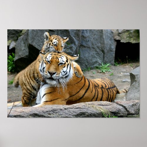 Tiger With Cub Poster