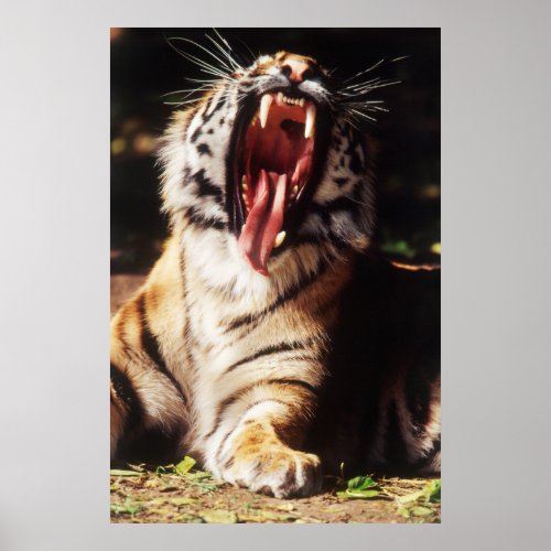 Tiger with mouth open poster