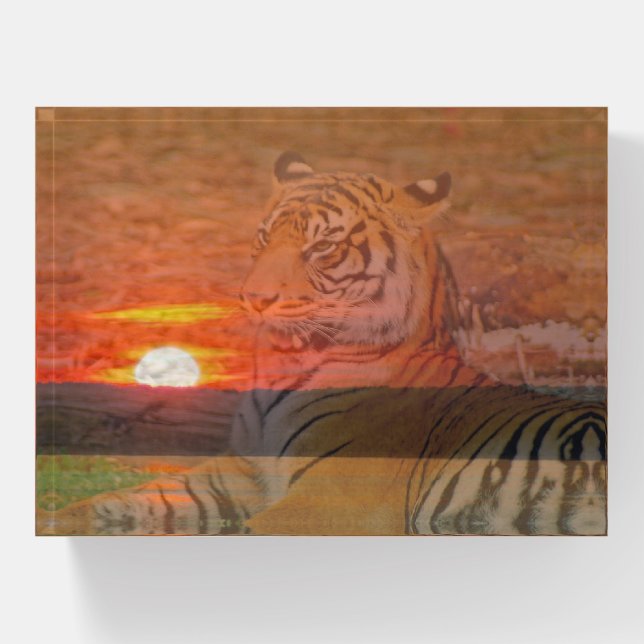 Tiger With Sunset Paperweight (Front)