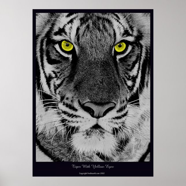 Tiger With Yellow Eyes Poster (Front)