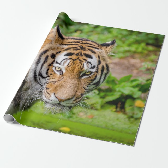 Tiger Wrapping Paper (Unrolled)