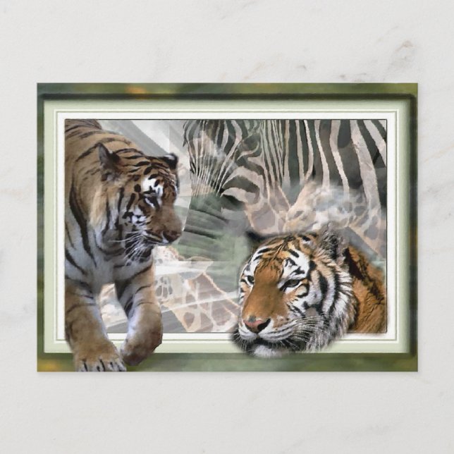 Tiger, Zebra, Giraffe, Lovers Gifts Postcard (Front)