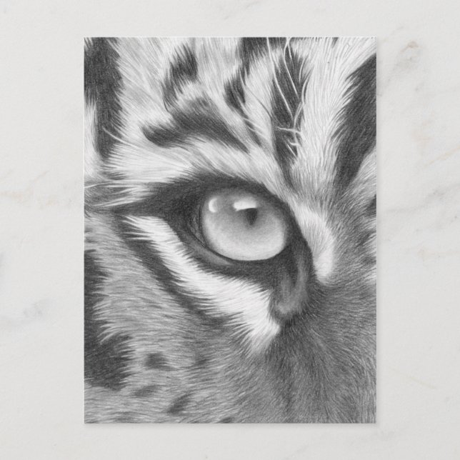 Tigerauge - Bleistiftzeichnung Postcard (Front)