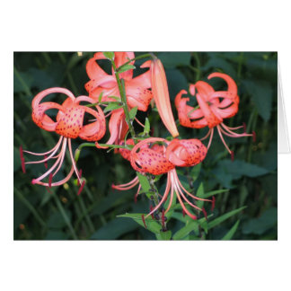 TigerLillies Cards
