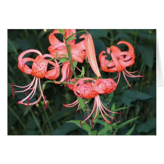 TigerLillies Cards (Front Horizontal)
