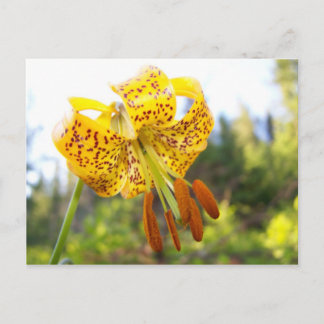 Tigerlily Postcard