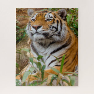 Tigers Big Cats. Jigsaw Puzzle