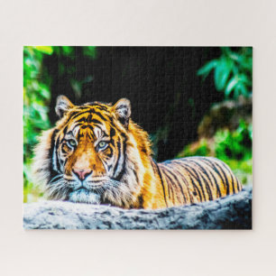 Tigers Big Cats. Jigsaw Puzzle