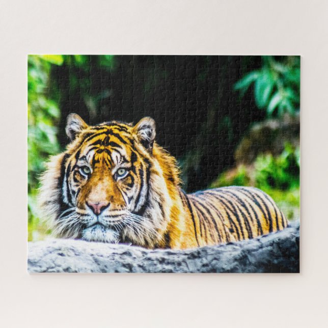 Tigers Big Cats. Jigsaw Puzzle (Horizontal)